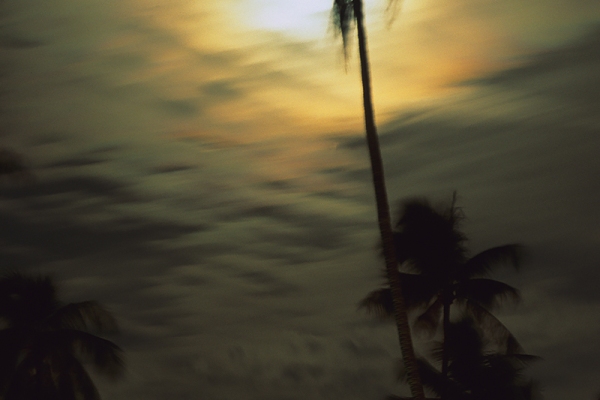 Swaying Palm Tree, Chong Mon Beach, Kho Samui, Thailand