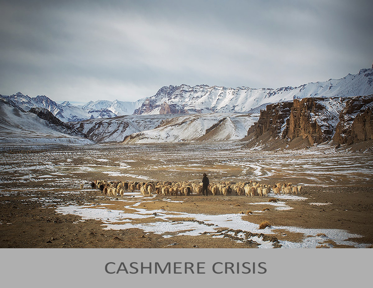 Cashmere Crisis