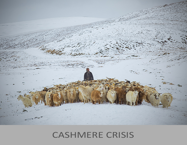 Cashmere Crisis