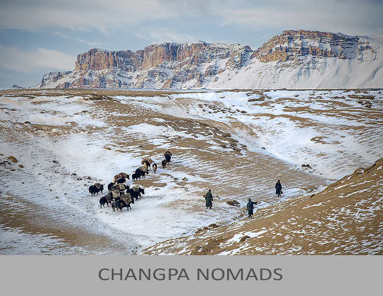 Changpa Nomads
